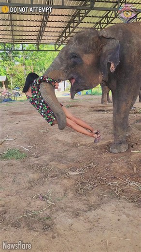 12M views · 8.3K reactions | For the elephant it was still play, although it could look a bit rough | Bright Side Fun | Facebook