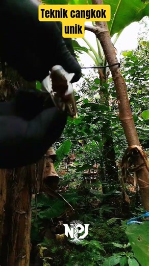 teknik cangkok unik memakai balon bekas. #airlayering #gardeningtips #craft #ideas #nature