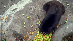 Bear and a cat share a meal of apples and carrots on a rustic ground, enjoying a peaceful moment together in slow motion
