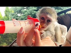 Baby monkey learns to drink milk from a bottle with his foster mom