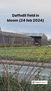 4.2K views · 1.5K reactions | This morning we spotted one of the first daffodil field in bloom!  It is almost spring time!! Enjoy your Saturday! ☀️ #travel to the #tulipsinholland spring 2024 www.tulipsinholland.com | Tulips in Holland | Facebook