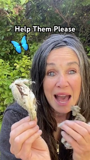 Milkweed Pods 🌸 & Monarch 🦋Butterfly//Campbell’s Freedom Farm