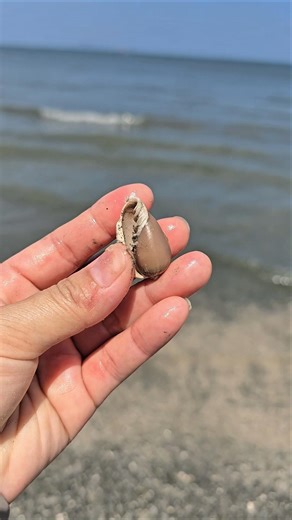 So lucky! I found a cowrie seashells on the beach. #beautyseashell #seashell #cowries #shorts
