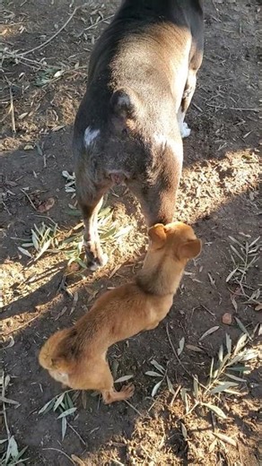 #malinois #subscribe #puppy #animals #viralvideo #germanshepherd #shorts #cute