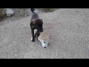 Dogs are making love with each other ।। Animal love