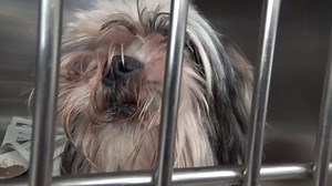 7.8K views · 444 reactions | RESCUED - moved to SAFE Album on 10/12...