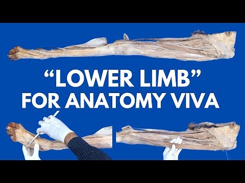 Entire Lower Limb Specimen in Just 15 Minutes | For Anatomy Viva