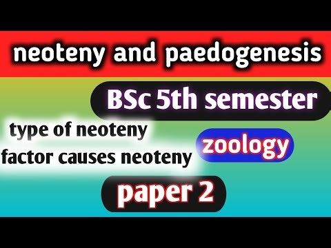 neoteny and paedogenesis bsc 5th semester zoology#neotenyandpaedogenesis#neoteny#paedogenesis