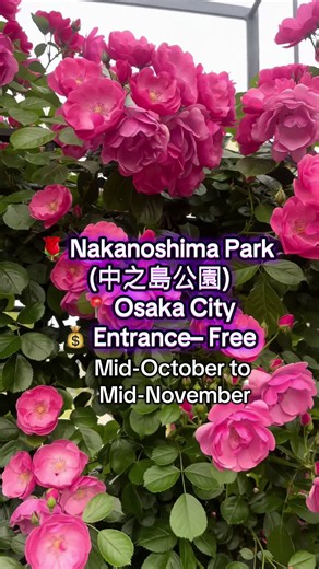 🌹 Nakanoshima Park (中之島公園) 📍 Osaka City 💰 ဝင်ကြေး – Free 🕒 ဖွင့်ချိန် – 24 Hours 🌹 ပန်းအလှဆုံးကြည့်ရှုနိုင်ချိန် – October အလယ်ပိုင်းမှ November အလယ်ပိုင်း 🌸 #fyp #rose #中之島 #osaka