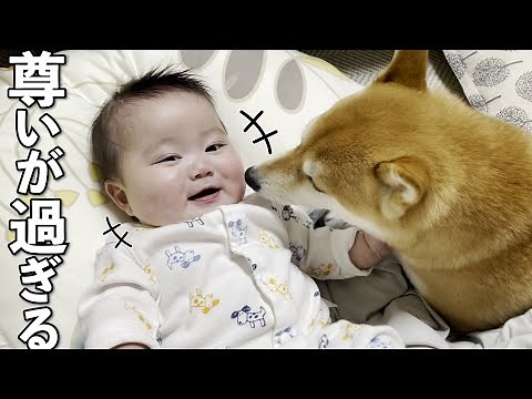 [Precious] The relationship between a Shiba Inu and a baby is so adorable it's heartwarming