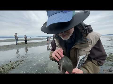 How do moon snail egg casings work?