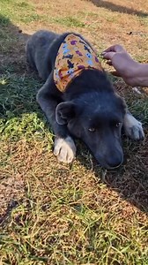 23K views · 596 reactions |  WEIHNACHTSWUNDER GESUCHT 梁 BITTE...