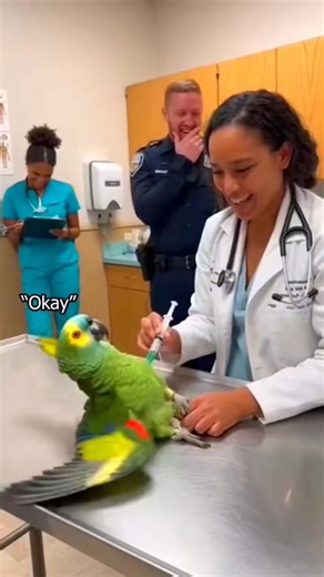 6.6K views · 131 reactions | Parrot Funny Jokes 列 #parrot #funnyreels #AnimalComedy #jokes #ParrotComedy #unitedkingdom #funnyanimals #UnitedStates #comedyvideo #viralshorts #funnypets | ParrotFun | Facebook