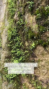 5.5K views · 111 reactions | A dripping spring on the upper Current #river #water #kayak #floatingtheozarks #ozarks #nature #Missouri | Floating the Ozarks | Facebook