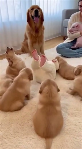 Tiny human vs golden puppy swarm 😹小小人類對上金毛幼崽大軍#goldenretriever #puppy #babyanddogs #funny #cute #fyp