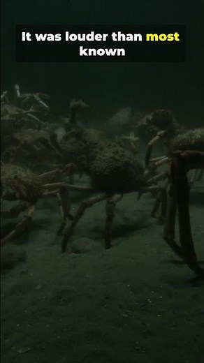 Something Screamed From the Deep Ocean 🔍😳