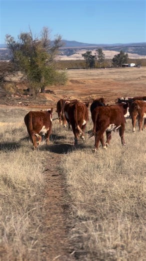 Heifers are vaccinated and branded ✔️ #MAHbrandrep #lambertranchherefords #herefords #cattle #cows #bulls #calf #heifer #herefordcattle #beef #agriculture #california #californiaagriculture #ranchlife #livestock #animals #nature #ranching #cowseverywhere | Lambert Ranch