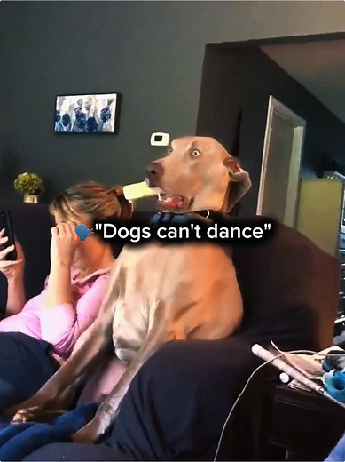 Dancing Dogs: Discover the Fun of Phonk Music