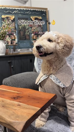 Fine Dining Experience with Golden Doodle