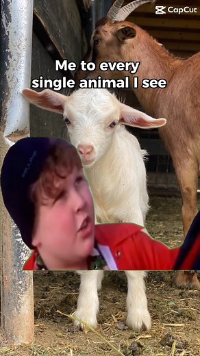 The Good Place Farm (@thegoodplacefarm)’s videos with original sound - The Good Place Farm