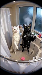 Cat is My New Favorite Recording Artist#cat #cute #viralshorts #catlovers #kitten #shorts