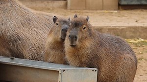 7K views · 80 reactions | Capybara Encounters for 2025 on sale now - limited availability to meet these charismatic rodents! Digital vouchers will go straight to your inbox in plenty of time for Christmas for Peak & Off-Peak timeslots. | Northumberland Zoo | Facebook