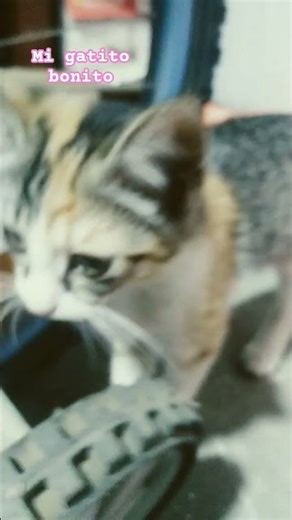 mi gatito bonito