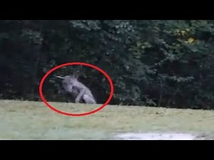 Top 10 Mythical Creatures & Cryptids 2018