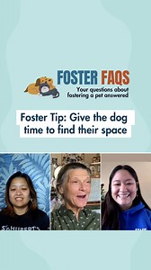 ✨Foster Tip: Let your foster find their space In this *Foster FAQs* clip, Stephanie shares what a new foster can expect when they bring home their foster for the first time as a reminder to practice patience, empathy and adaptability. Foster FAQs brings together voices from our amazing community, from seasoned pros to newcomers, like Stephanie, to answer your biggest questions and help you feel ready to welcome a foster pet into your home. 🎙 Full episode goes live on Spotify and YouTube on Frid