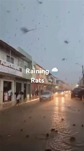 Crazy Storm in Brazil: Rats Falling From the Sky!