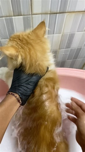 CARA MEMANDIKAN KUCING PERSIA #cat #cute #pets #kucing #animals #shortsviral #shorts