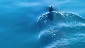 Great white sharks are out there. Here's where they've been spotted off Cape Cod