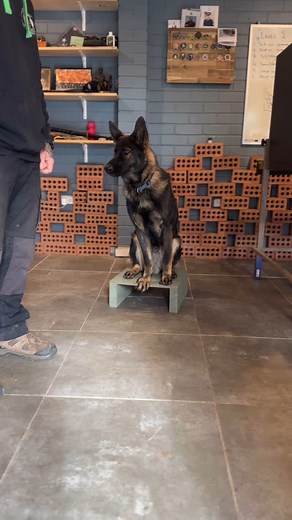 Basic obedience drill, version 1 Sit, place, focus with the “stay” implied. Full videos up on my YouTube channel  Simple commands, huge impact. Save this for your next practice session and tag me when you post it! #Dogtrainingbasics #obedientdog #smartpup . | Von Sentinel Working K9 | Facebook