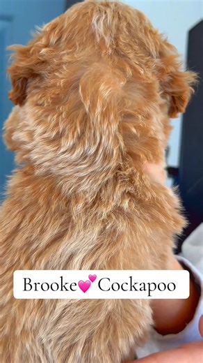 Meet Brooke💕 | Platinum Goldendoodles