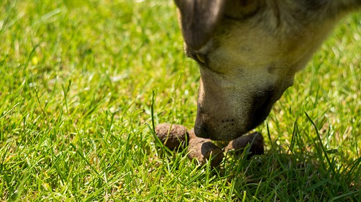 What Should I Do if My Dog Ate Rabbit Poop?