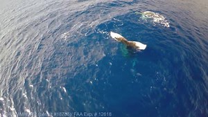 Researchers say what you're seeing in this video is extremely rare. http://bit.ly/1LV4Uta #HINews #HawaiiNews | Hawaii News Now