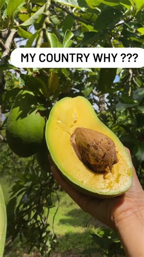 Have you ever had a Florida avocado? 🥑 South Florida grows over 50 different varieties of avocados ranging from low fat and watery to butter town 🧈 I’m not sure what the name of the avocado variety is in the video but it’s definitely in the top 5 best avocados I’ve eaten in my life 😍 Avocado box available at miamifruit.org 🌈 #avocado #floridaavocado #fruit #miamifruit #tropicalfruit #avotoast | Mekzy_maintainchills