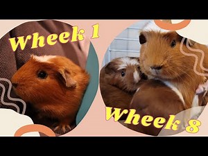 Pregnant guinea pig | 2 Months' Journey from week 1 to week 8 | Pregnant guinea pig stages