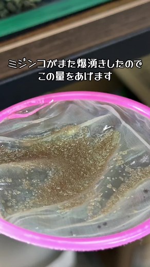 ミジンコの安定した飼育法とは？