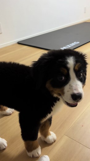 バーニーズマウンテンドッグの成長記録3週間目