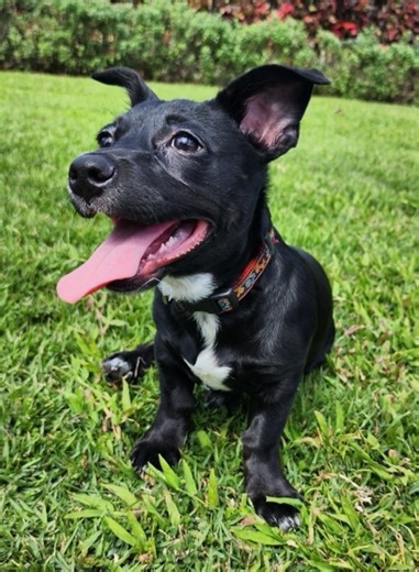 2.1K views · 23 reactions | Happy Aloha Friyay!Our adoptable pups are feelin good & ready to find their Ohana’s Adopt your companion at:https://www.pawsofhawaii.org/adopt-me | PAWS of Hawaii | Facebook