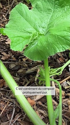 Faut-il tailler ses courges ou les laisser pousser librement ? Partie 1 - Truffaut