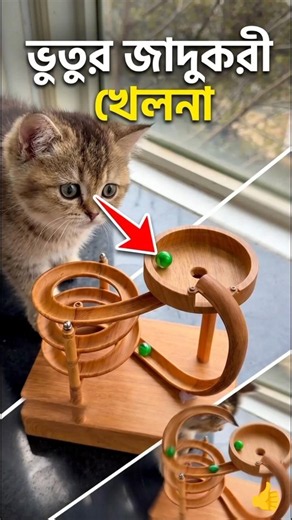 Unbelievable Science Toy Confused The Cat
