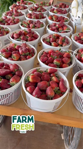Fresh strawberries arriving from the farm around 12:30 today. Today - $15 a bucket . Today only! | SweetCreek Farm Market