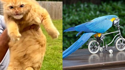 Playful Creatures Thriving in Their Extreme Animal Zone