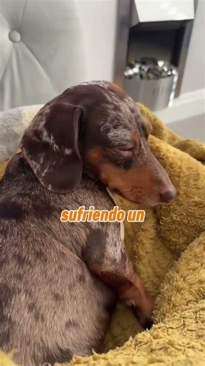 🐶 Aprende a identificar las señales de dolor en un perro salchicha antes de que sea demasiado tarde
