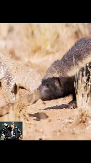 Honey Badger vs Monitor Lizard Showdown in the Namibian Plains