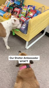 29 reactions | Wyatt is now head of Quality Control All shelter donations must go thru him first #animalshelter #dog #fypシ | Judith Coleman | Facebook