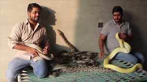Two Brothers and Their Strange Obsession With Snakes