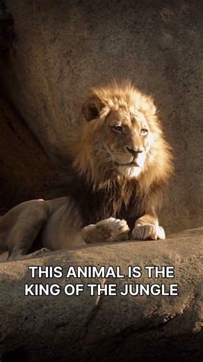 The king of the jungle